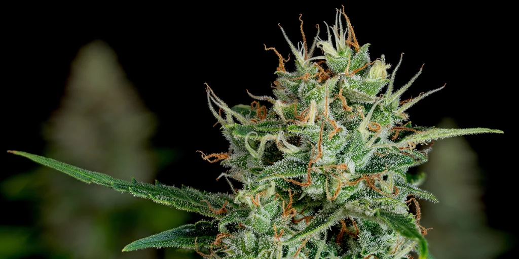 Cannabis Categories Flower